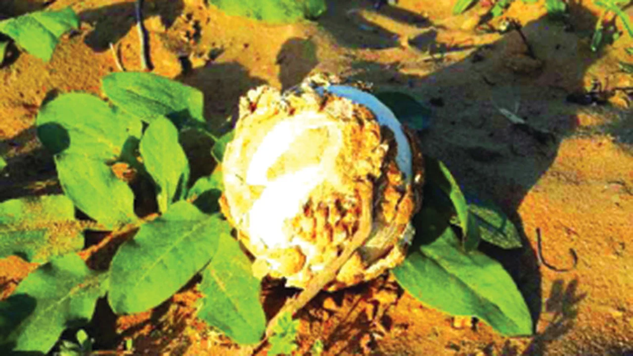 كيف تتحول صحراء الإمارات إلى واحة نابضة بالحياة والكنوز بعد هطول الأمطار؟